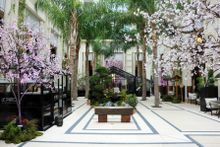 Cherry Blossom - Patio de l'Hôtel de Paris Monte-Carlo