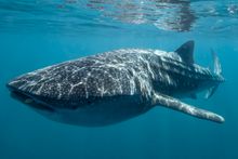 Whale shark at Ningaloo Reef in WA's Coral Coast