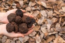 Manjimup truffles in WA's South West