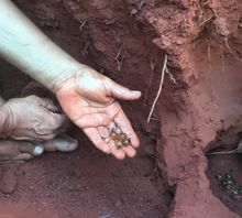 Finding honey ants in the Goldfields 