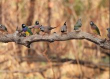 Birds in the Kimberley region 