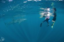 Whale Shark and snorkellers