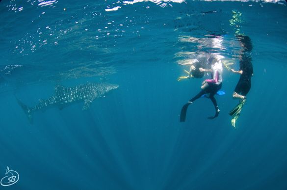 Whale Shark and snorkellers