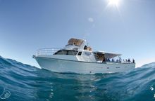 Whale Shark swim boat