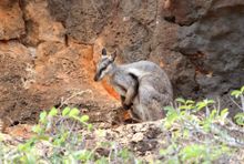 Black-footed Rock-wallaby