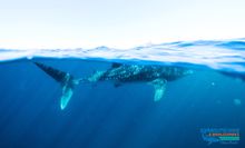 Whale Shark