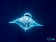 Manta Ray 