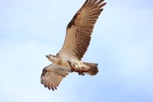 Osprey