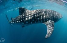 Whale Shark