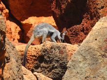 Black-footed Rock-wallaby