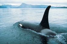 Orca