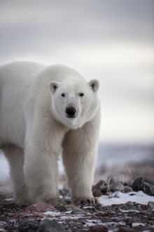 Polar Bear