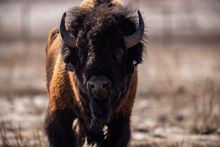 Bison