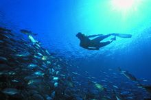 Diving Off The South Coast