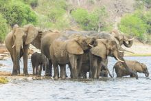Chobe Game Lodge