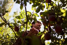 Apple Tree Planting in Afghanistan