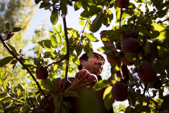 Apple Tree Planting in Afghanistan