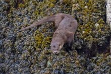 Otter resting on seaweed-covered rocks. Photo Credit: Muriel Hallé.