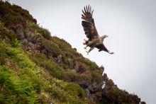 White-Tailed Sea Eagle taking off from a heather-clad cliffside. Photo Credit: Paul Sharman.