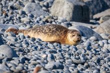 Common Seal hauled out on a quiet beach. Photo Credit: Paul Sharman.