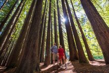 Tourism Australia's 'Holiday Here This Year' Epic Holidays campaign featuring Hamish Blake and Zoe Foster-Blake in the Otways, VIC