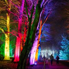 My Christmas Trails - Illuminated Trees