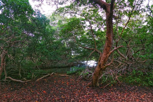 Fins & Feet Nature Tours 