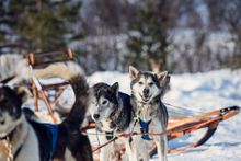 Dog Sledding