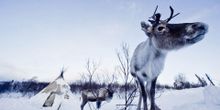 Reindeer