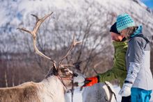 Reindeer Sledding 