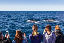Family enjoying a day of whale watching off-shore Sydney.