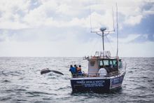  Humpback whales migrating north off the coast of Yamba on the state's North Coast.