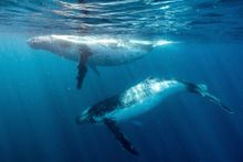 Humpback whales migrating off the south coast of NSW near Jervis Bay.