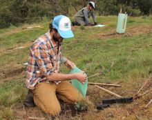 Planting trees for koalas