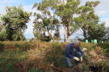 Planting trees for koalas in Gippsland