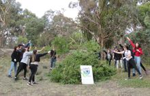 Removing invasive weeds to help koalas