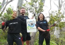 Corporate group removing weeds for koalas