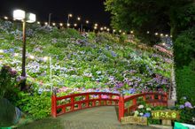 Katahara Onsen Hydrangeas 