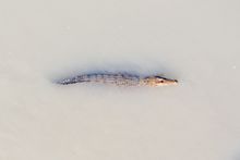 Saltwater crocodile - Kimberley Coast. Image Isaac Forman.