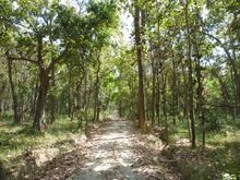 Sal forest in Chitwan National Park in Nepal