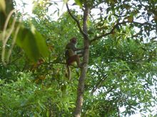 Monkey climbing a tree in Chitwan National Park