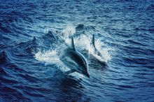 Discover dolphins in New Quay this summer. Photo Credit Tom Swinnen via Pexels.