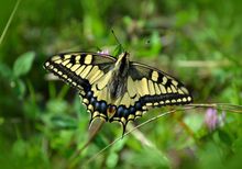 Visit Strumpshaw Fen and Hickling Broad in Norfolk to see swallowtail butterflies. Photo Credit: Pixabay via Pexels.