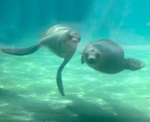 Swimming Sea Lions at newly renovated Como Harbor