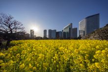 Hamrikyu Gardens