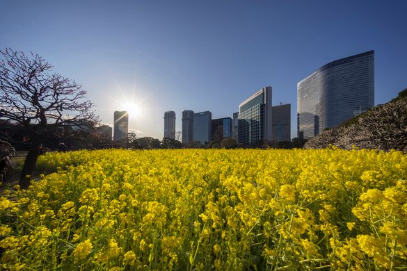 Hamrikyu Gardens