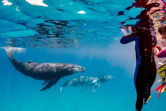 Humpback whale in-water interaction at Ningaloo Reef, Western Australia