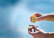 Fresh Oysters, Port Stephens