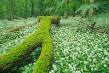 Hainich National Park