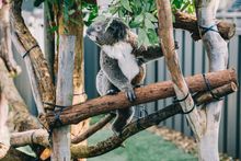 Resident koala at the Koala Hospital in Port Macquarie.